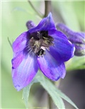 Delphinium 